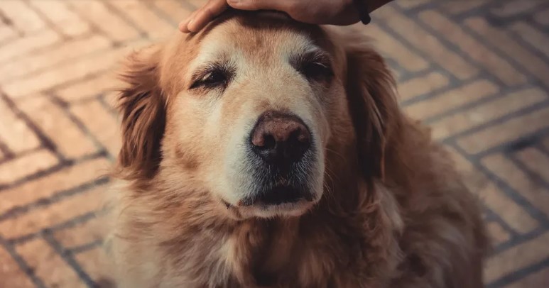Majdnem odaadtuk a golden retrieverünket, mert ugatott a dadára — de aztán megnéztem a kamerafelvételt, és megdöbbentem.