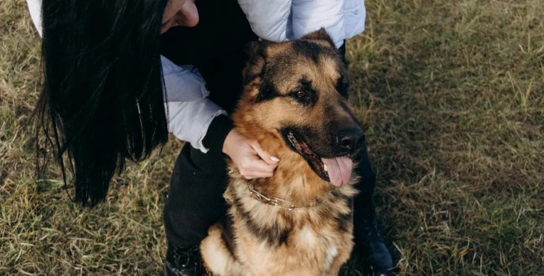A kutyám nem hagyta abba az üvöltést, amikor a gyerekek elmentek az anyósommal – Meg kellett néznem, miért.