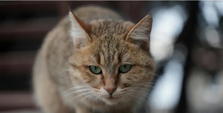 A nagynéném kitett a gyerekkori otthonomból, miután a szüleim meghaltak – épp akkor, amikor sírva távoztam, megállt egy fekete limuzin.