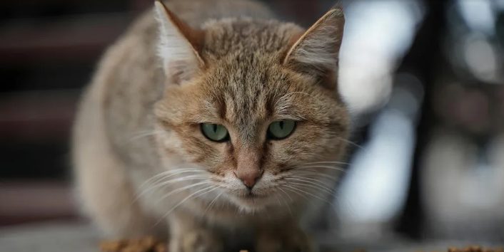 A nagynéném kidobott a gyermekkori otthonomból, miután a szüleim meghaltak – épp amikor sírva távoztam, megállt egy fekete limuzin.