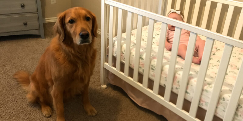 Majdnem eladtuk golden retrieverünket, mert ugatott a dadusra – De aztán megnéztem a kamera felvételeket, és megdöbbentettek...
