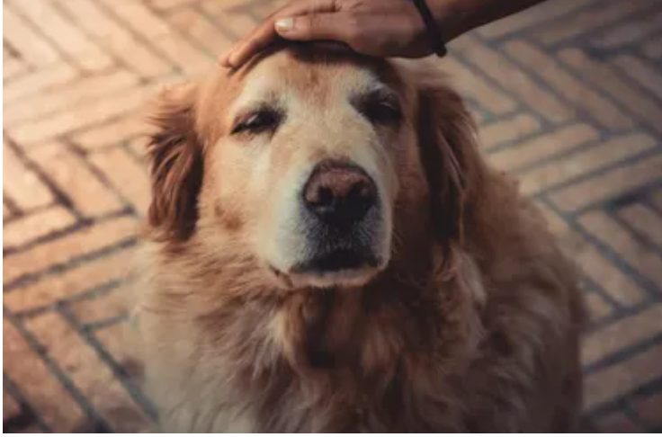 Majdnem eladtuk golden retrieverünket, mert ugatott a dadusra – De aztán megnéztem a kamera felvételeket, és megdöbbentettek...